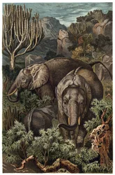 Afrikaanse olifant (Loxodonta) - gravure uit 