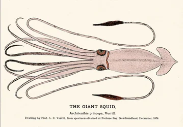 Architeuthis princeps, de reuzeninktvis aangespoeld op het strand van Fortune Bay (Newfoundland) in december 1874 en voor het eerst beschreven door professor A.E. Verrill. Gravure uit die tijd.