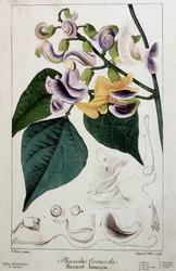 Bonenslak (phaseolus caracola), botanische plaat