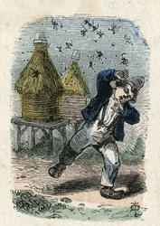 Bijaanval op een kind bij hun bijenkorf. Illustratie 19e eeuw. Bianchetti Collectie