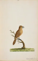 Vogel, mogelijk een soort vliegenvanger. Nog niet geïdentificeerd, misschien een soort langstaart zijde-vliegenvanger, 