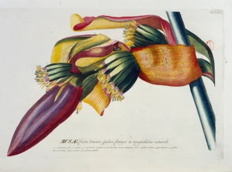 Botanische plaat: Bananen, tak. n.d. 19e eeuw
