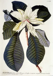 Botanische plaat: Magnolia, bloem en tak
