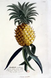 Botanische plaat: ananas. n.d. 19e eeuw