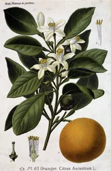 Tak, bloem en vrucht van sinaasappelboom - botanische plaat