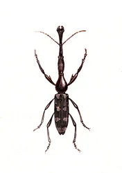 Coleoptera: Brenthus Temminchii