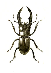 Coleoptera: Hexarthrius Buqueti of Lucanus