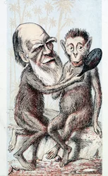 Komische tekening over Darwins theorie - in 
