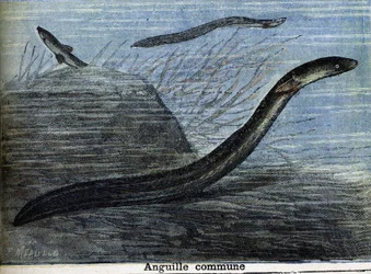 Gewone paling. Gravure uit 1897