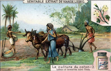 Katoenteelt: ploegen en zaaien in India. Chromolithografie, Liebig afbeelding.
