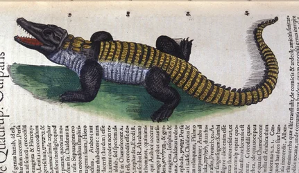 Krokodil. in Historia Animalium door Conrad Gesner (1516 - 1565), Tiguri