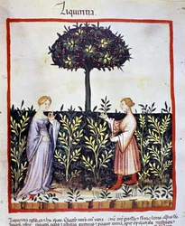 Teelt van medicinale planten: oogsten van zoethout (hout of wortel). Verluchting uit de 