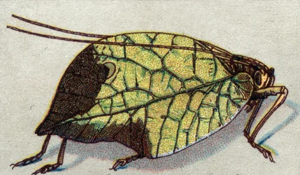 Entomologie: voorstelling van een rondzwervend blad, serie insecten, begin 20e eeuw (chromo)