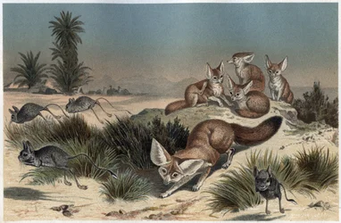 Fennec of woestijnvos van de Sahara - Woestijnvos (Vulpes zerda) - gravure uit 