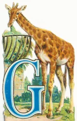 G: Giraffe