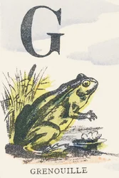 G: Kikker
