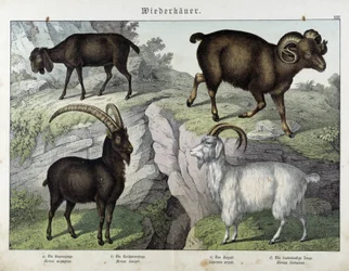 Geit - in "Natural History of Mammals", ed. Schreiber