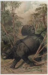 Indische neushoorn - De Indische neushoorn (Rhinoceros unicornis) - gravure uit 