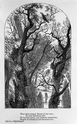 John Keats: Ode aan een nachtegaal