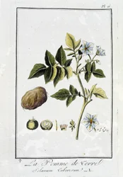 De aardappel (Solanum Tuberosum) - in "Exercises de botanique à l
