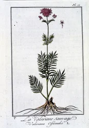 De wilde valeriaan - in 