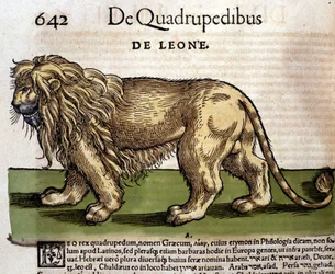 Leeuw na de Historia Animalium door Conrad Gesner, Tiguri 1560. Biblioteca nazionale Braidense. Milaan