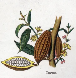 Medicinale en voedsel botanische planten: cacao. Gravure in "La medication naturelle", door Friedrich Eduard Bilz (1842-1922)