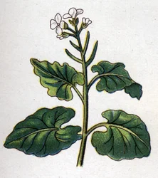 Medicinale en eetbare botanische planten: kruid met zangers. Gravure in La medication naturelle, door Friedrich Eduard Bilz