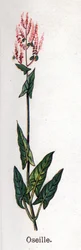 Medicinale en eetbare botanische planten: zuring. Gravure in La medication naturelle, door Friedrich Eduard Bilz
