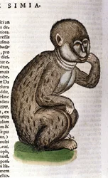 Aap na de Historia Animalium door Conrad Gesner, Tiguri 1560. Biblioteca nazionale Braidense. Milaan