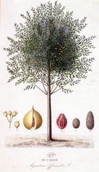 Myristica fragrans - Muskaatboom (Myristica officinalis). botanische plaat