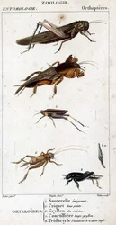 Natuurhistorische plaat. Entomologie. Familie van orthopteren. Grylloides: 4. Emigrerende sprinkhaan; 5. Sprinkhaan twee punten; 6. Gryllon uit de keukens; 7. Gryllon mol bouillon; 8. Tridactyl paradox; 8a. inferieure tarsus