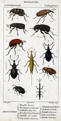 Natuurhistorische plaat. Entomologie. Familie van de kevers. Neushoorn: 1. Erwtenboorder; 2. Beemare curculionoid; 3. Anthribe grote snavel; 4. Stekelige Brachycere; 5. Attelabra van de hazelaar; 6. Pomone oxystoma; 7. Liveche charanson; 8. Els orchest; 9.