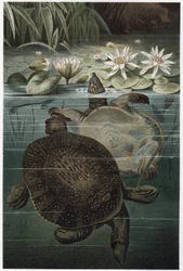 Nijlweekschildpad - De Afrikaanse weekschildpad of Nijlweekschildpad (Trionyx triunguis) - gravure uit 