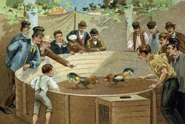 Oud gebruik gevierd in de regio Vlaanderen: hanengevecht. Chromolithografie uit het einde van de 19e eeuw.