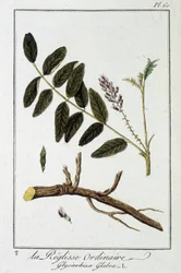 Gewone zoethout (Glycyrrhiza glabra) - in 