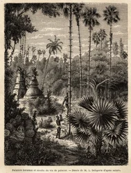 Het planten van borassus-palmbomen in Laos en het verzamelen van palmwijn, die niets anders is dan het sap van de ingesneden boom, de vloeistof wordt opgevangen in een bamboe, en de stam wordt omgevormd tot een echte schaal, door middel van kleine rotanstr