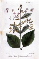 Bord van Kinine (Cinchona Officinalis)