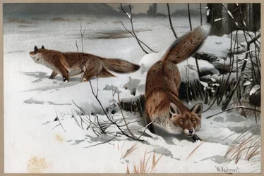 Rode vos - De rode vos (Vulpes vulpes) - gravure uit 