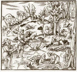 Rhabdomantie - Verkenning van een mijnveld met behulp van de wichelroede - Mannen snijden en gebruiken wichelroedes om mineralen te lokaliseren - Uit De re metallica door Georgius Agricola (Georg Bauer), Basel