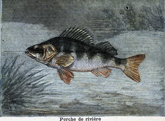 Rivierbaars. Gravure uit 1897
