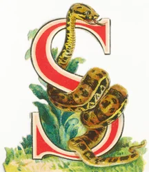 S: Slang