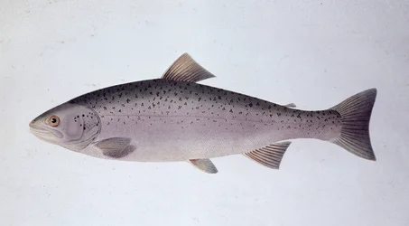 Zalmforel - Natuurhistorische plaat
