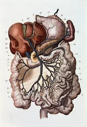 Studie van het menselijk brein, hersenhelften en cerebellum (gravure)