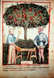 De verzameling van de marjolein
