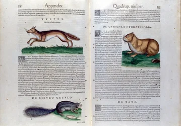 De dubbele pagina van knaagdieren in Historia Animalium door Conrad Gesner (1516 - 1565), Tiguri