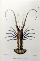 De kreeft (19e eeuw)