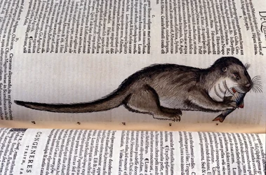 De otter - Historia Animalium door Conrad Gesner (1516 - 1565), Tiguri