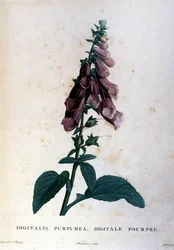 De paarse vingerhoedskruid. 19e-eeuws herbarium
