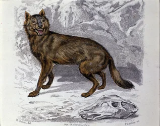 De wolf. Plaat uit een Natuurlijke Geschiedenis Verhandeling van 